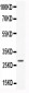 Anti-CNTF Picoband Antibody